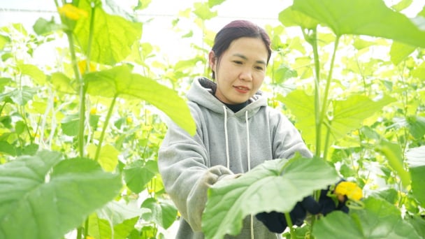 Đơn vị duy nhất đạt tiêu chuẩn GlobalGAP ở Đắk Nông