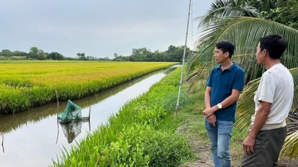 Khuyến nông Bạc Liêu triển khai mô hình 20ha tôm - lúa hữu cơ