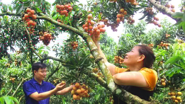 Vải thiều Bắc Giang: Thương hiệu nông sản Việt vươn tầm quốc tế