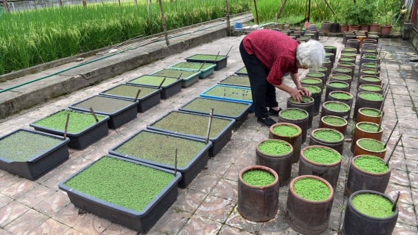 Đừng quên lãng bèo hoa dâu
