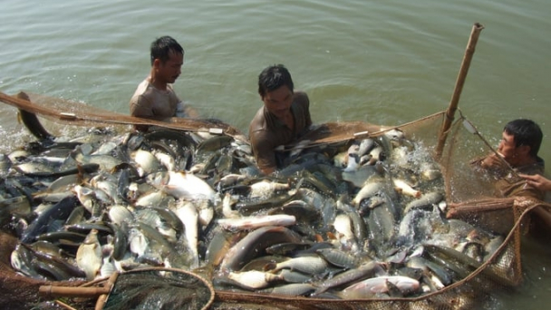 Hà Nội chỉ đạo sản xuất nông nghiệp trong bối cảnh biến động thương mại