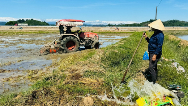 Gieo cấy lúa hè thu sớm ngày nào hay ngày đó