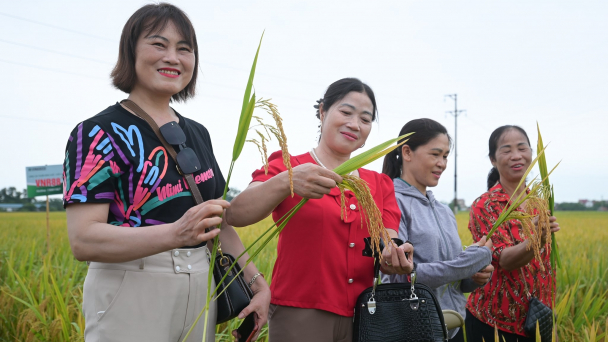 Nông dân khen giống lúa của Vinaseed 'chưa bao giờ thấy lúa đẹp thế này'