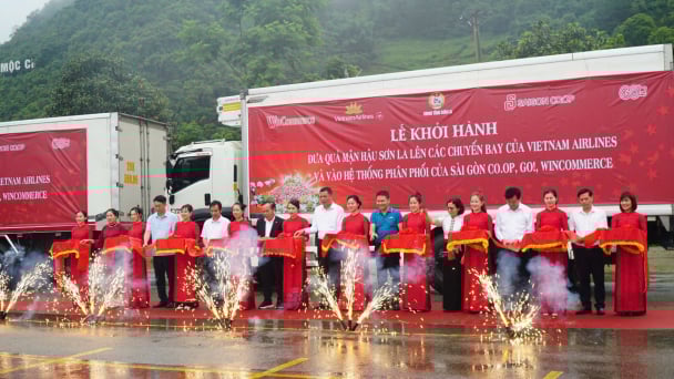 Mận hậu Sơn La 'cất cánh' cùng Vietnam Airlines