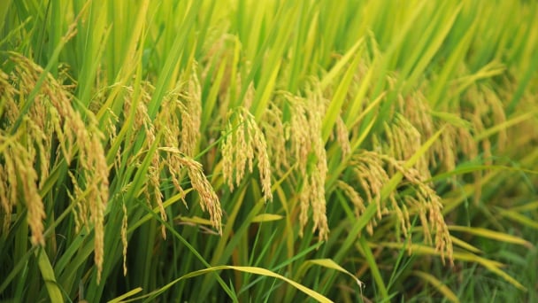 Lúa thuần DK6 lấp lánh trên cánh đồng vàng
