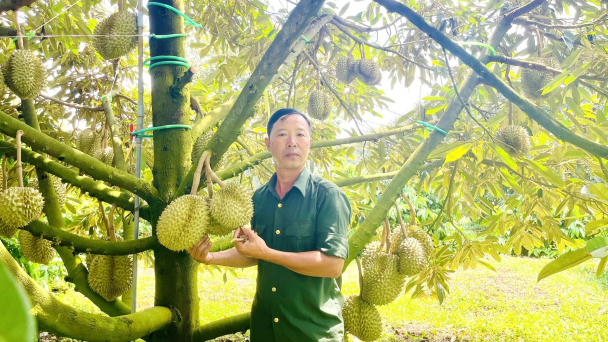Vườn sầu riêng kiểu mẫu ở huyện biên giới Đức Cơ