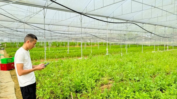 Thời trồng rau, nuôi gà bằng điện thoại