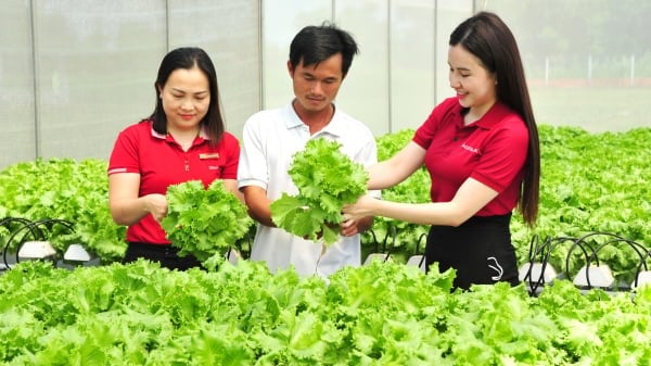 Ngân hàng 'hà hơi tiếp sức' giúp nông dân làm giàu