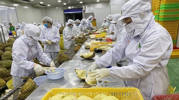 Exports of frozen durian see a threefold increase in volume