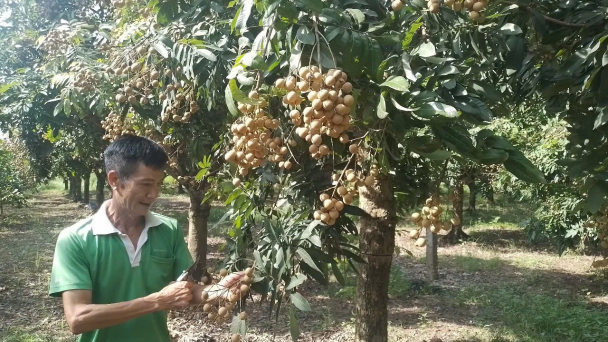 Nhãn chín sớm giá 25.000 đồng/kg, gấp đôi chính vụ