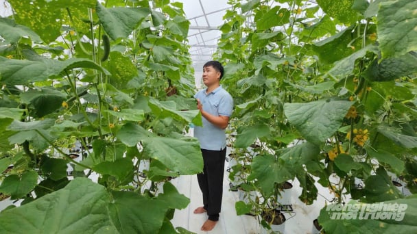 Nông nghiệp xanh trên vùng cát bạc màu