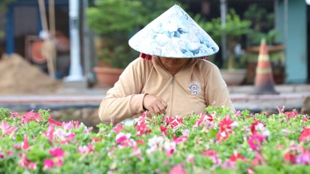 Làng hoa Sa Đéc khởi động vụ hoa kiểng đón Festival cuối năm