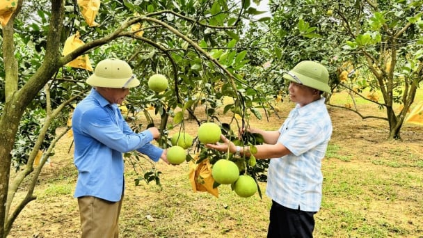 'Vượt nắng, thắng mưa' nhờ sản xuất hữu cơ, công nghệ cao
