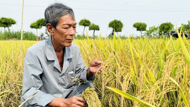 Sustainable rice farming proves reduced emissions, healthier crops, and restored ecosystems