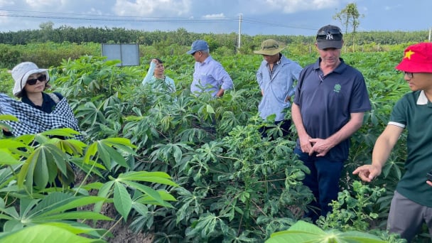 CIAT and ACIAR join forces to elevate Vietnam’s cassava industry