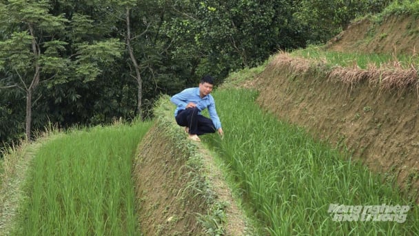 Độc đáo nuôi cá trên ruộng bậc thang