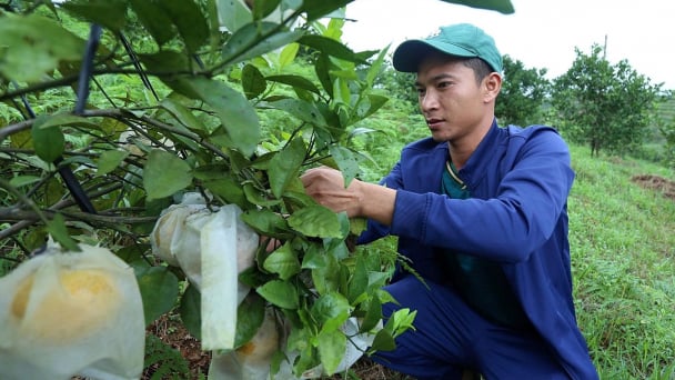 Sustainable recovery of citrus trees in the North Central region