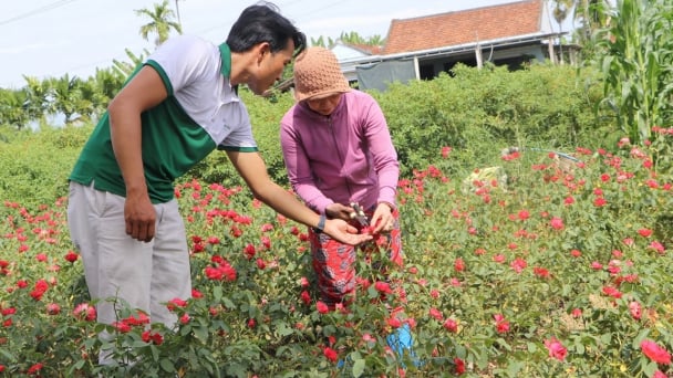 Tạo sinh kế, nâng thu nhập từ cây trồng bản địa