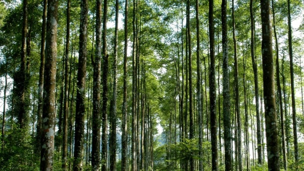 Science and technology guiding forestry’s expansion