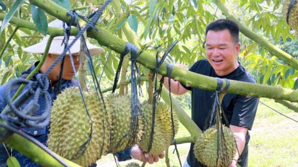 Đa lợi ích trồng sầu riêng theo hướng hữu cơ
