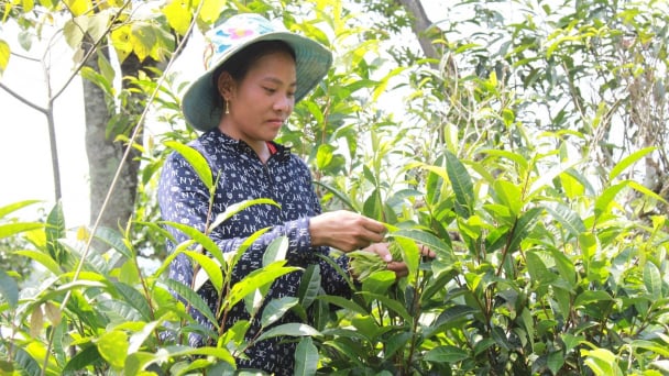 Muốn phát triển, ngành chè Việt phải đi con đường nông nghiệp hữu cơ