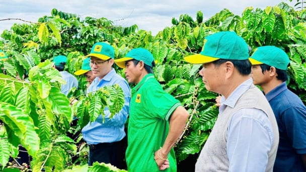Khuyến nông dẫn dắt phát triển bền vững cây trồng chủ lực vùng Tây Nguyên