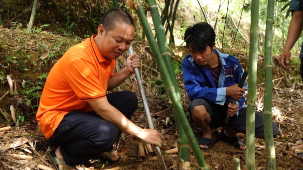 Trồng măng Lục Trúc: Cơ hội làm giàu, nhưng không dễ dàng với mọi nhà nông