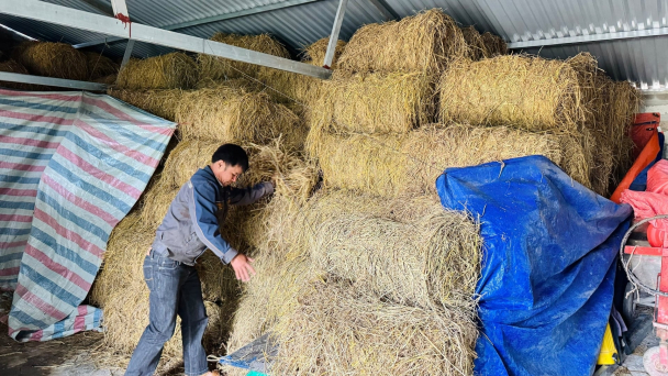 Che chắn chuồng trại, chăm sóc chu đáo để vật nuôi vượt rét