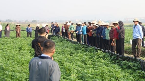 Khoai tây giảm mạnh bệnh héo xanh nhờ giải pháp sinh học