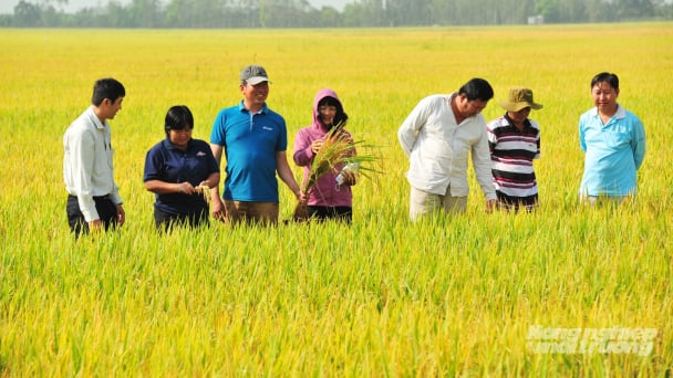 Khuyến nông An Giang vững vàng vượt biến động