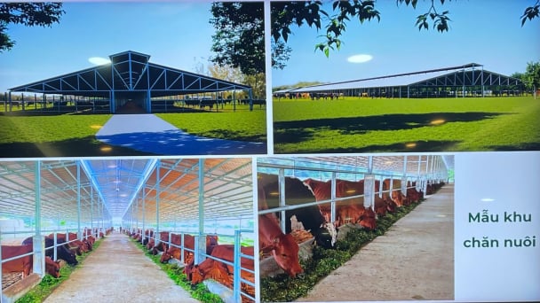 Đề xuất dự án chăn nuôi bò chất lượng cao hơn 200ha tại Sơn La