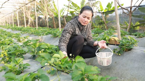 Dâu tây vào vụ, nông dân kết hợp du lịch tăng thu nhập