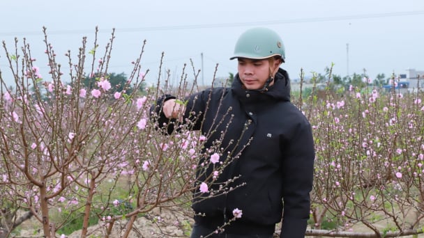 Đào cảnh Hải Phòng đắt khách, nhà vườn trồng quất chờ 'giờ G'