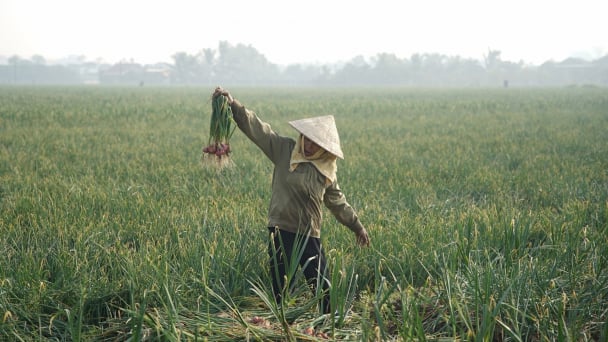 Bảo đảm sản xuất trồng trọt, phòng chống sinh vật gây hại dịp Tết