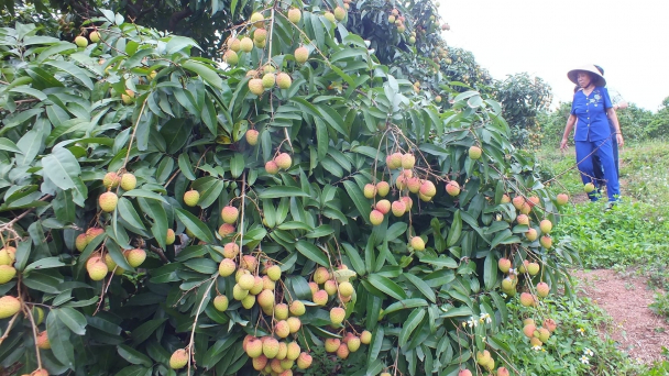 Phượng Sơn tập huấn quản lý mã số vùng trồng