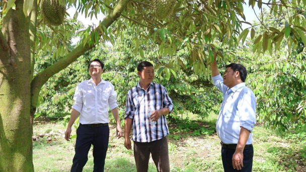 Phước Hòa triển khai mô hình nông nghiệp hữu cơ trên cây ăn trái
