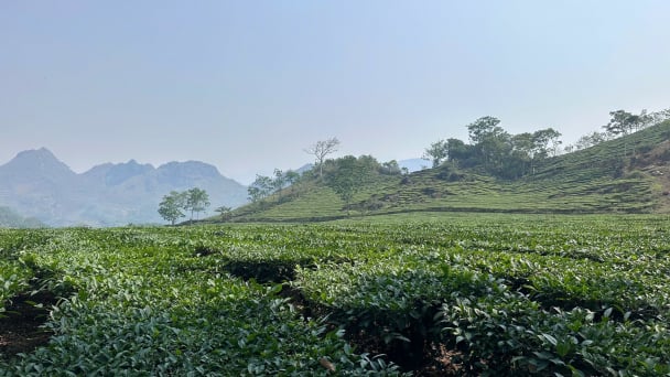 Positioning Lai Chau tea