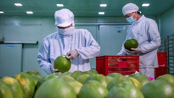 Thương mại rau quả Việt Nam - Trung Quốc: Dư địa cho trái cây Việt