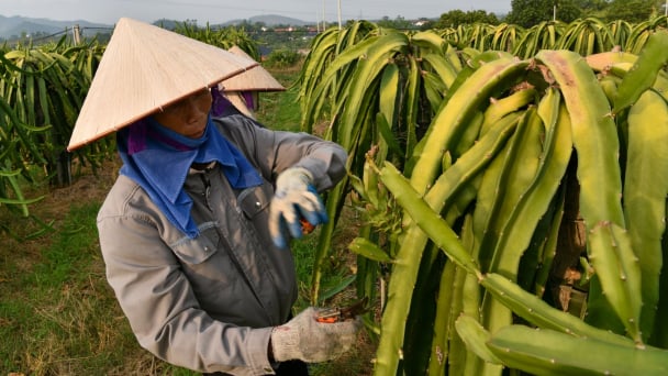 'Cơn giông’ trong lòng những chủ trang trại thanh long ở Lập Thạch