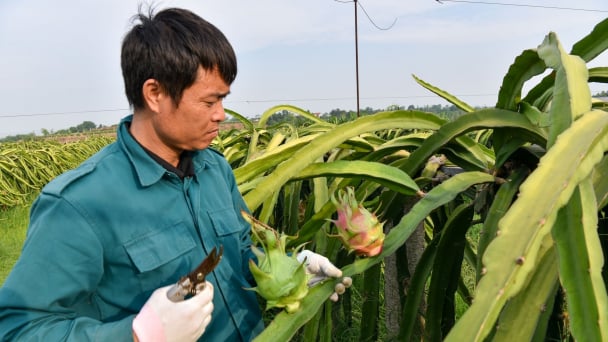 Số hóa, 'xanh hóa' trên đồi thanh long