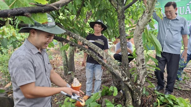 Xây dựng hệ sinh thái ca cao bền vững, giảm phát thải