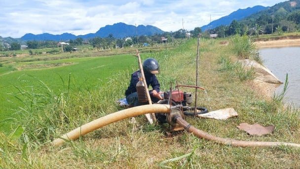 Lúa hè thu ‘khát nước’