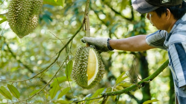 Xây 'vùng xanh' cho sầu riêng xuất khẩu