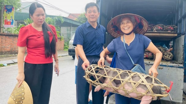 Hỗ trợ 50 lợn Móng Cái giống cho nông dân Đường Hoa