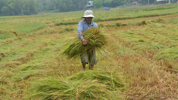 Quảng Nam, Quảng Ngãi: Khẩn trương 'chạy bão'
