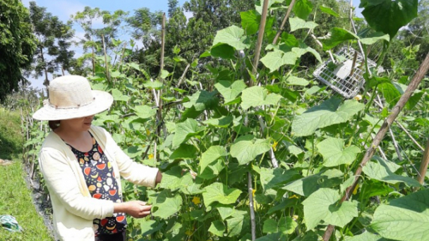 Tuyên Quang thắng lớn từ trồng dưa chuột