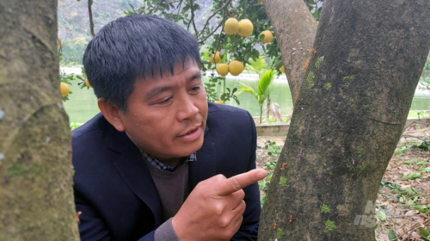 Người 'chăn kiến' trong trang trại bưởi hữu cơ