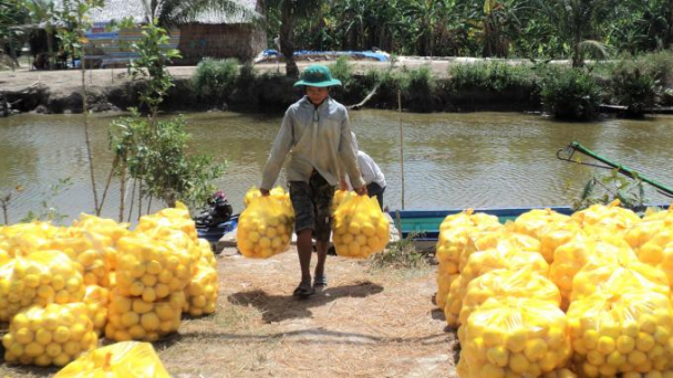 Khai trương sàn giao dịch điện tử sản phẩm nông nghiệp Kiên Giang