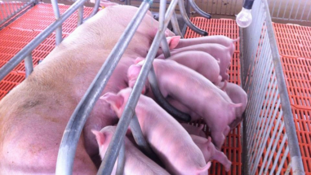 Đầu tư trên 15,3 tỷ đồng khôi phục đàn heo giống