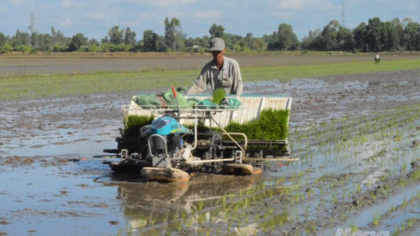 Tham gia VnSAT nông dân Kiên Giang đút túi 440 tỷ đồng tăng thêm
